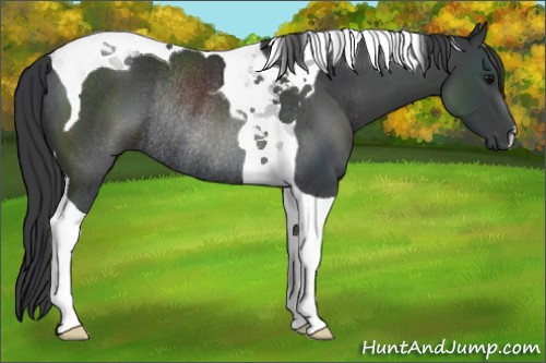 Horse Color:Black Tobiano Rabicano
