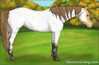 Horse Color:Buckskin Dun Appaloosa 