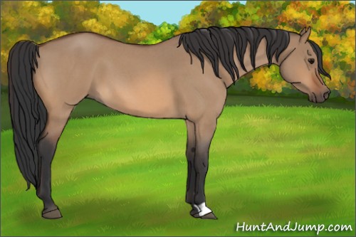Horse Color:Bay Roan Dun 