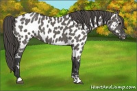 Horse Color:Grullo Appaloosa 
