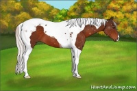 Horse Color:Silver Brown Tobiano 
