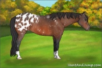 Horse Color:Brown Appaloosa 