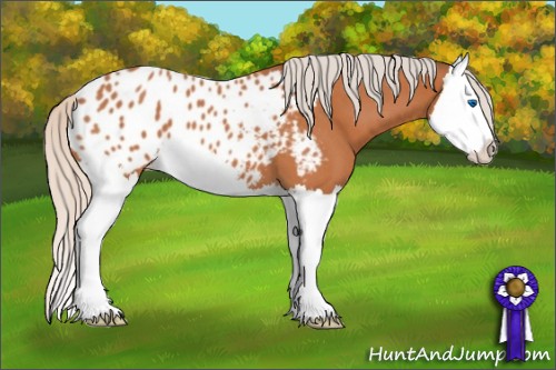 Horse Color:Silver Bay Roan Splash Appaloosa 
