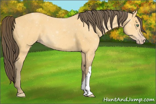 Horse Color:Amber Cream Champagne 