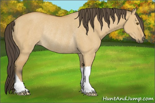 Horse Color:Buckskin Dun Rabicano