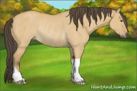 Horse Color:Buckskin Dun Rabicano