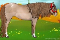 Horse Color:Liver Chestnut Pearl Sabino Appaloosa Rabicano