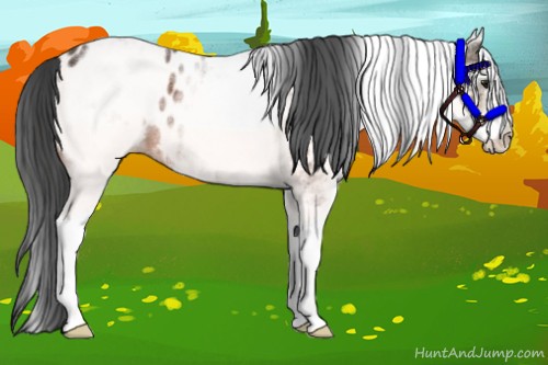 Horse Color:White Spotted Bay Appaloosa 
