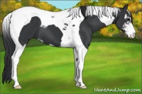 Horse Color:Black Sabino Tobiano 