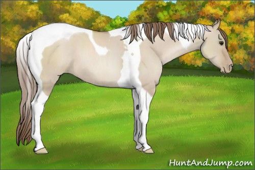 Horse Color:Grullo Pearl Tobiano