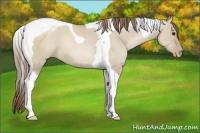 Horse Color:Grullo Pearl Tobiano 