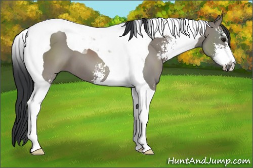 Horse Color:Grullo Sabino Tobiano