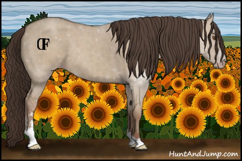 Horse Color:Classic Champagne Dun Sabino 