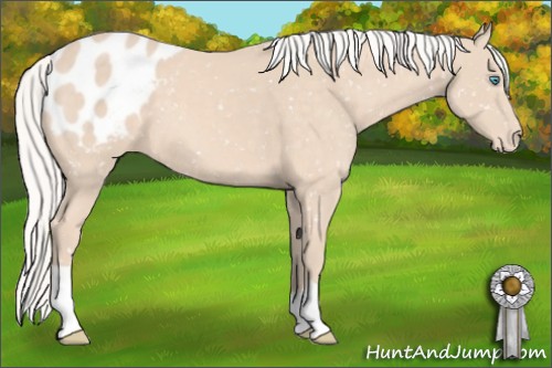 Horse Color:Silver Perlino Appaloosa 