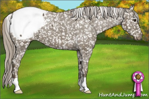 Horse Color:Chocolate Palomino Appaloosa 