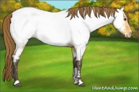 Horse Color:Buckskin Dun Appaloosa 