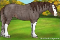 Horse Color:Liver Red Roan Splash Appaloosa 