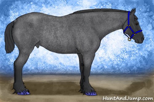 Horse Color:Blue Roan Rabicano 