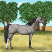 Horse Color:Grullo Roan 