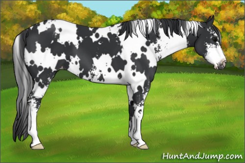 Horse Color:White Spotted Black Sabino Appaloosa