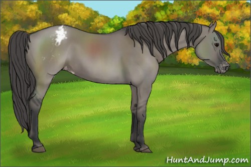 Horse Color:Grullo Appaloosa 
