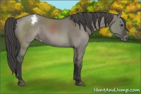 Horse Color:Grullo Appaloosa 