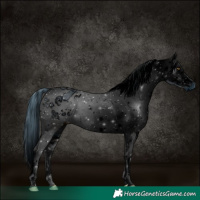 Horse Color:ERROR: UNKNOWN ANOMALY