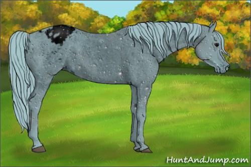 Horse Color:ERROR: UNKNOWN ANOMALY