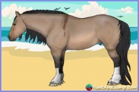 Horse Color:Bay Dun