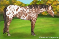 Horse Color:Amber Cream Champagne Appaloosa  and Brown Appaloosa 