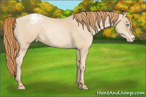 Horse Color:Smoky Black Pearl Appaloosa