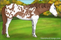 Horse Color:Chestnut Splash Appaloosa