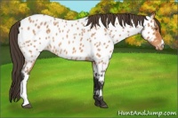 Horse Color:Bay Roan Near Leopard