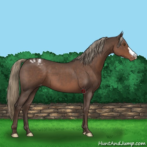 Horse Color:Liver Red Roan Mushroom Varnish 