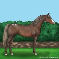 Horse Color:Liver Red Roan Mushroom Varnish 