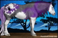 Horse Color:Blue Roan Splash Frame Appaloosa 