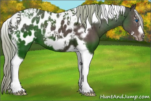 Horse Color:Silver Black Splash Tobiano Frame Appaloosa 