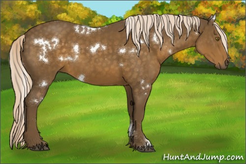 Horse Color:White Spotted Chocolate Palomino 