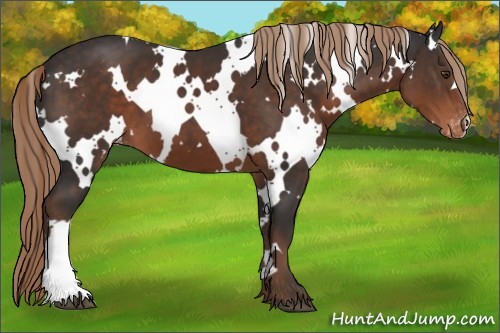 Horse Color:White Spotted Liver Chestnut Appaloosa 