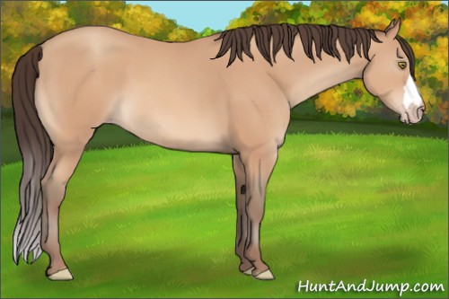 Horse Color:Unknown 
