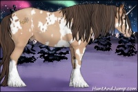 Horse Color:White Spotted Bay Blanket  and Amber Champagne 