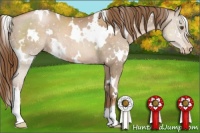 Horse Color:White Spotted Liver Chestnut Pearl Appaloosa