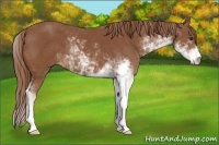 Horse Color:Chestnut Sabino
