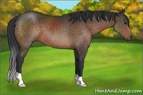 Horse Color:Brown 