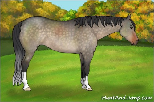 Horse Color:Brown Dun 