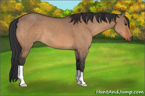 Horse Color:Brown Dun Brindle 