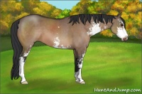 Horse Color:Brown Dun Sabino 