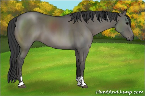 Horse Color:Grullo Sabino 