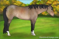 Horse Color:Brown Dun 
