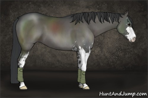 Horse Color:Grullo Sabino 